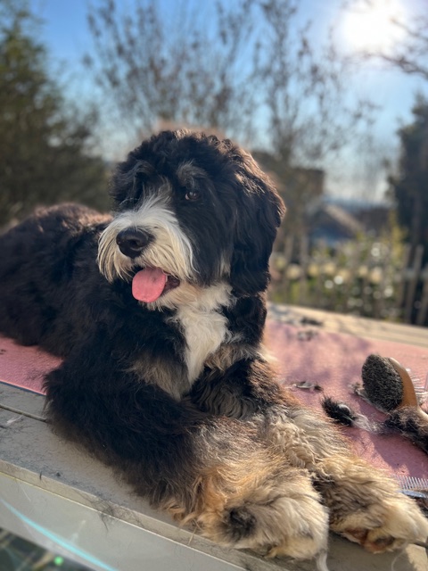 Doodle beim Bürsten