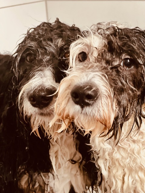 Fellpflege mit Schere