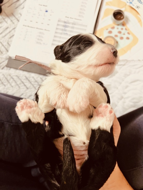 Welpenfrühförderung