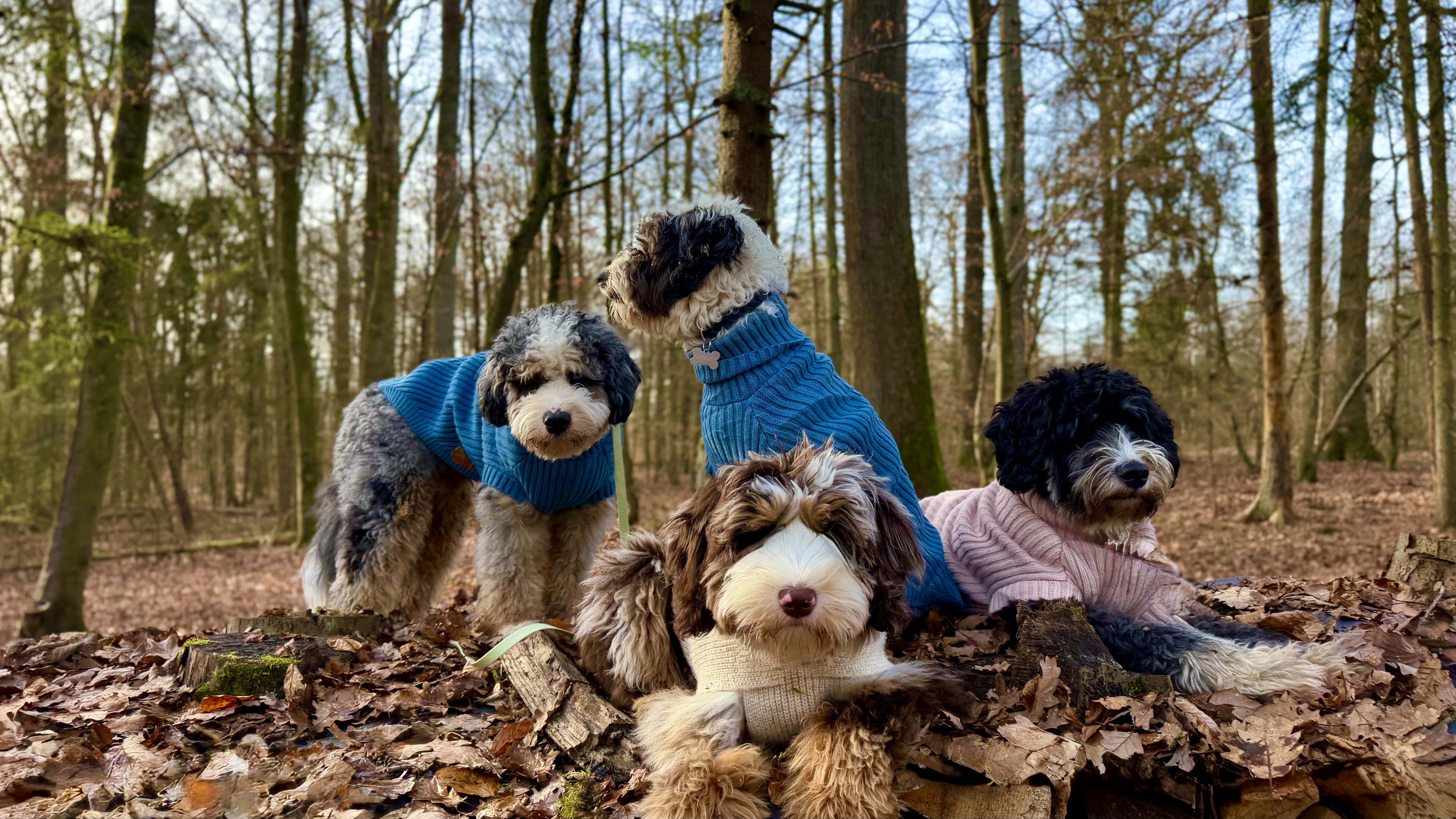 Logo der Doodle-Zucht