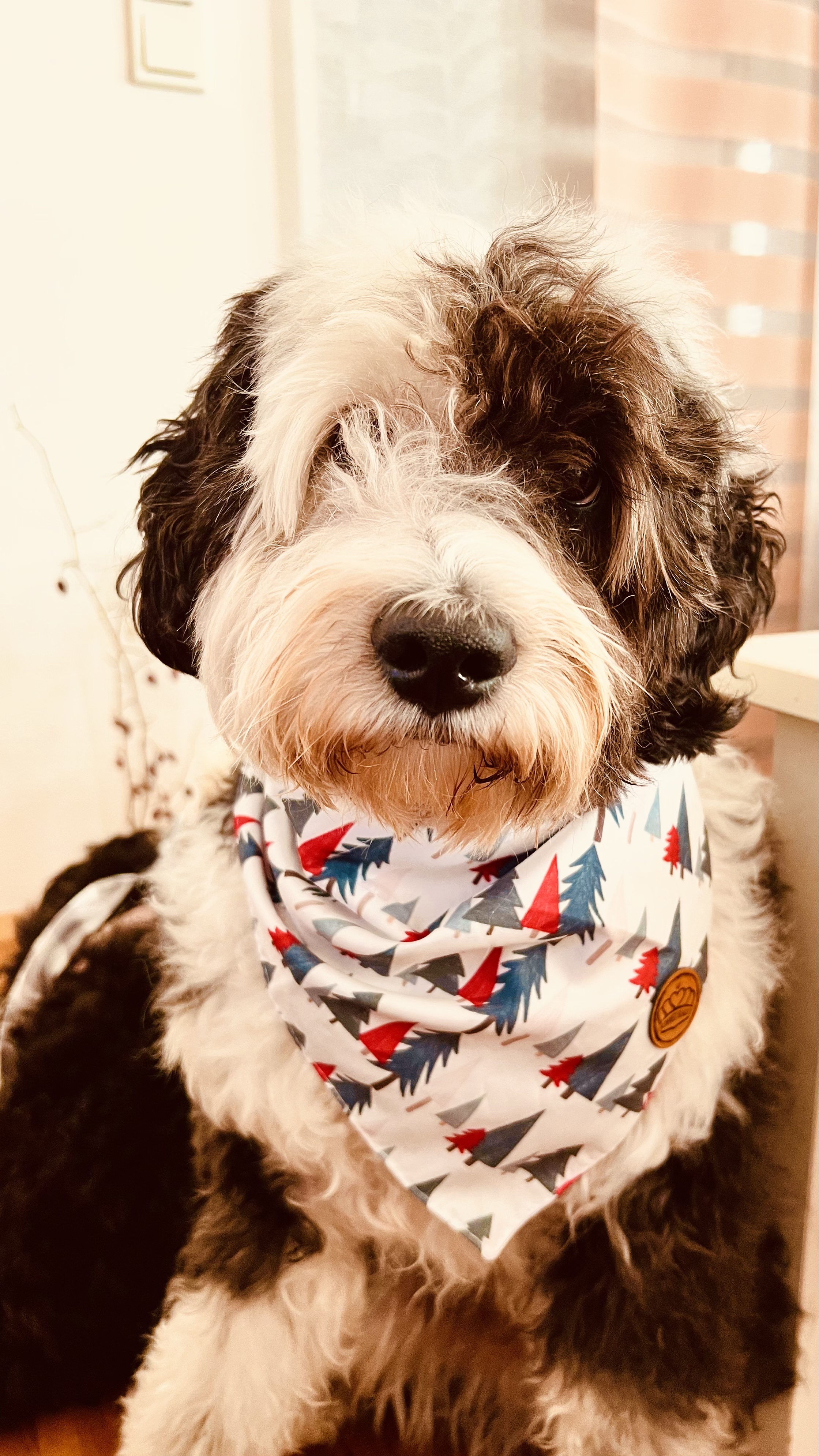 Zwei Doodle kuscheln miteinander